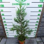 Cyprusovec leylandský (Cupressocyparis leylandii) ´CASTLEWELLAN GOLD´ - výška 70-90 cm, kont. C5L
